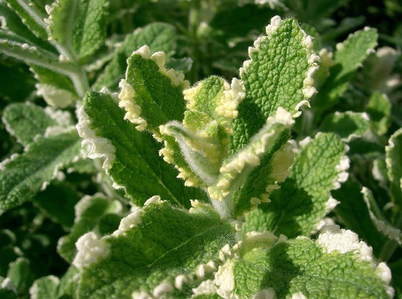 Mint Varieties