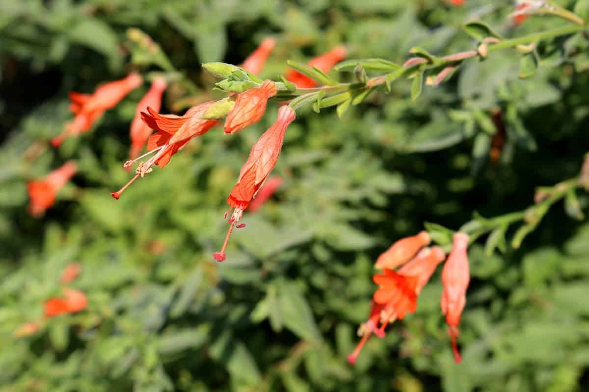 California Fuchsia