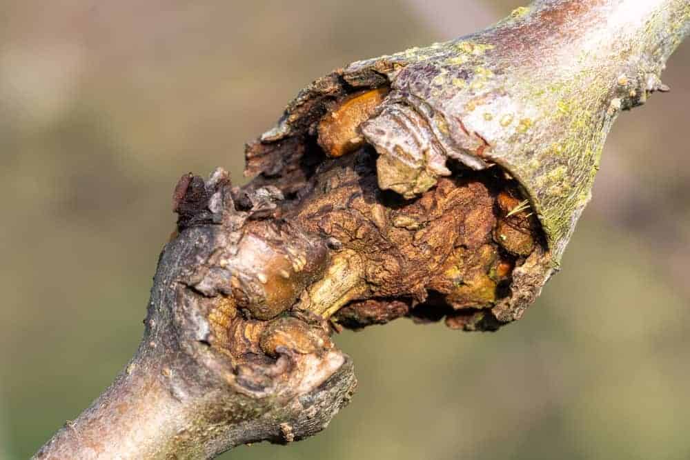 Dead Patches Around Wounds on the Trunk