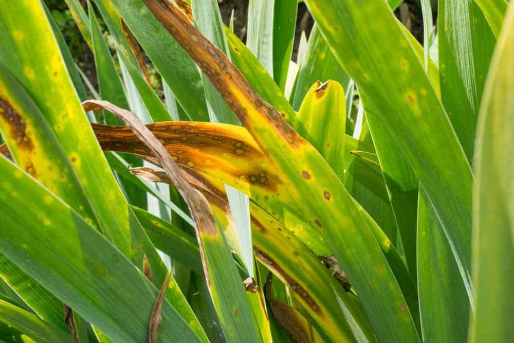 Iris Diseases