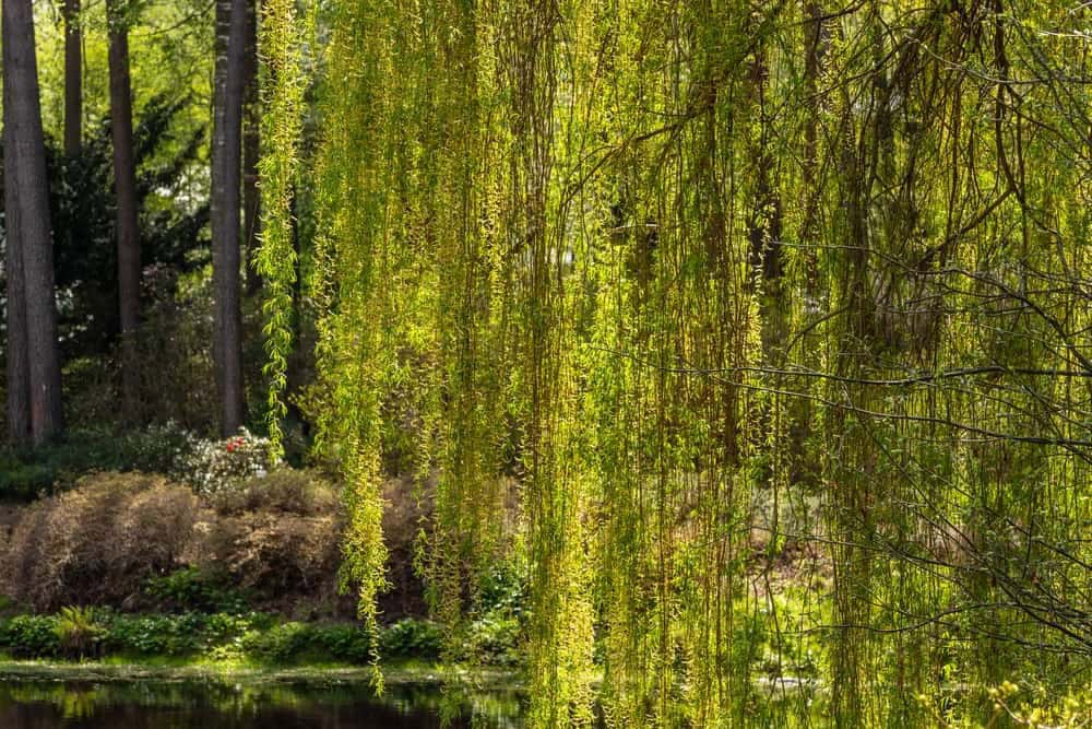 Weeping, Silver or European White