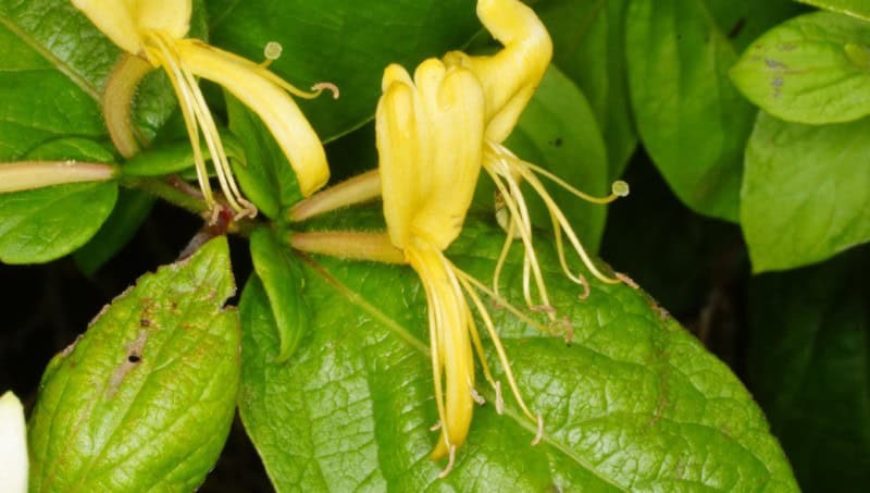 Japanese Honeysuckle