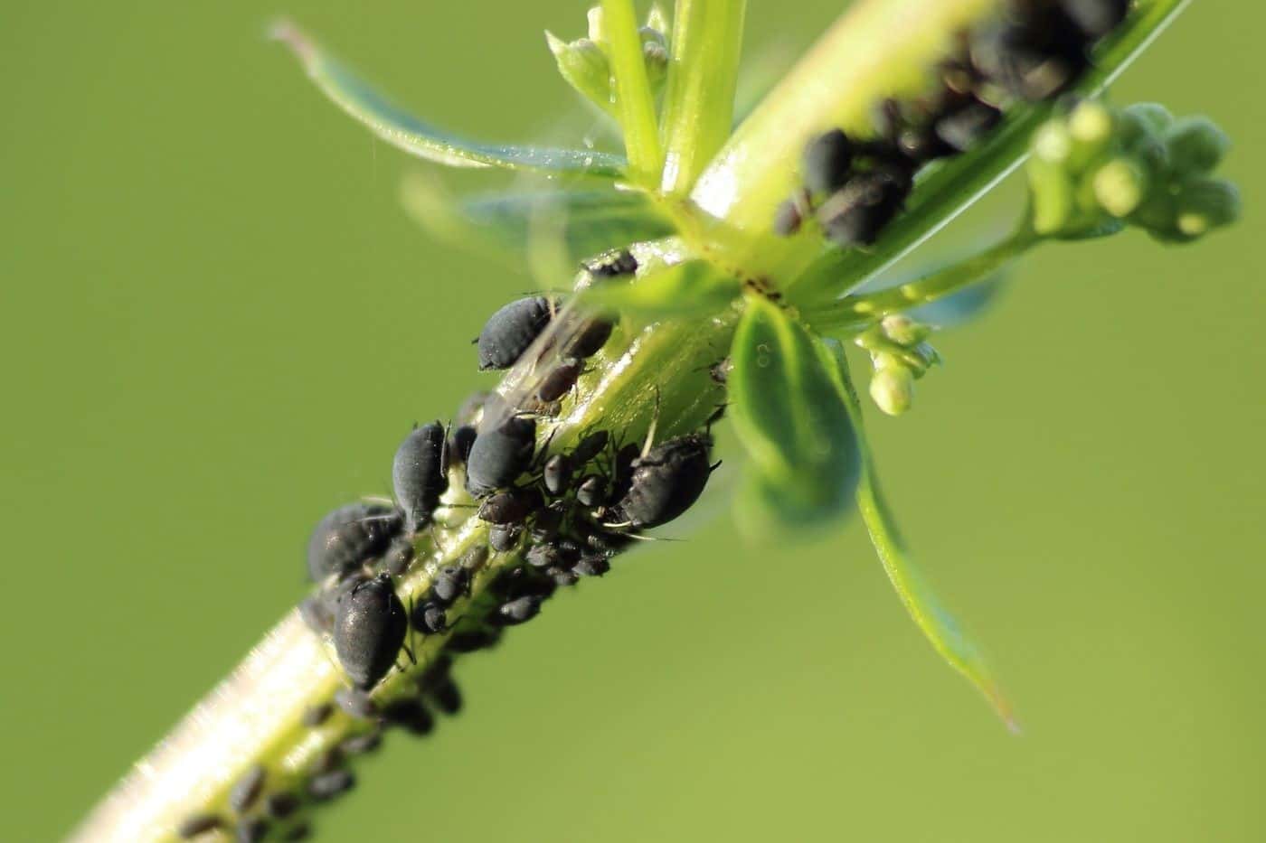 Aphids