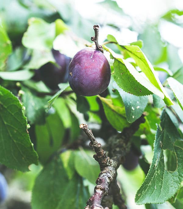 Caring For Your Plums