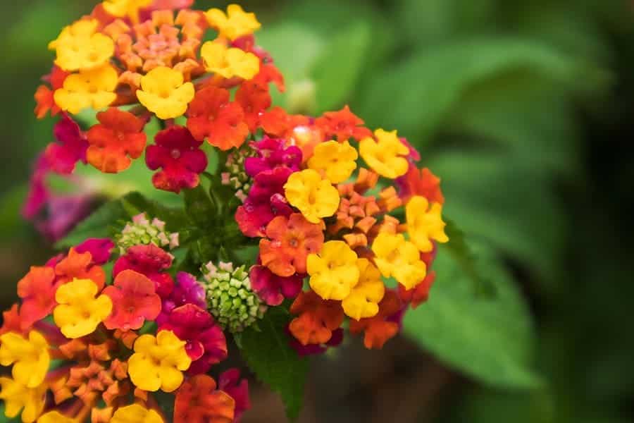 Lantana