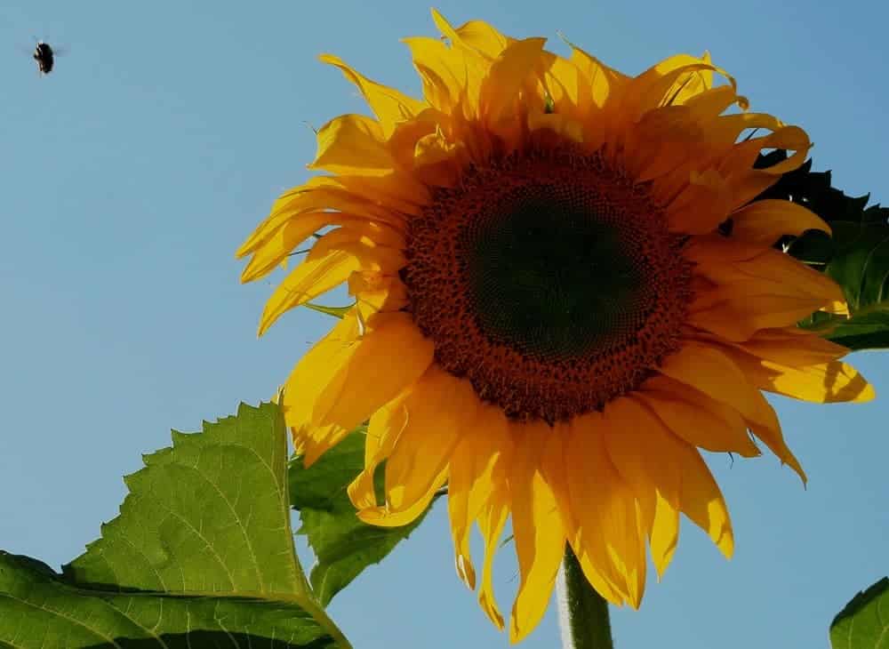 Mongolian Giant Sunflowers