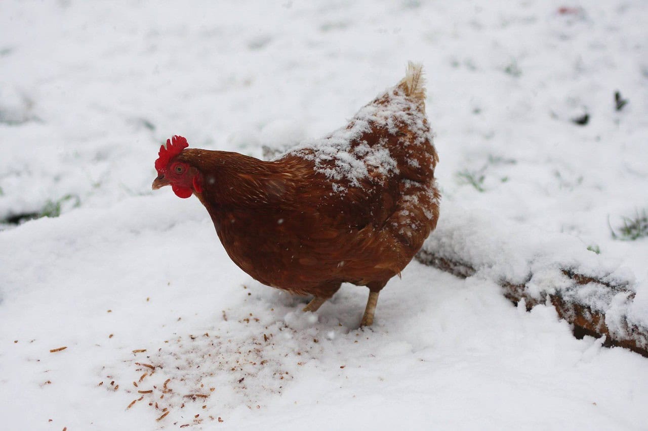 How to Take Care of Your Chickens in Winter