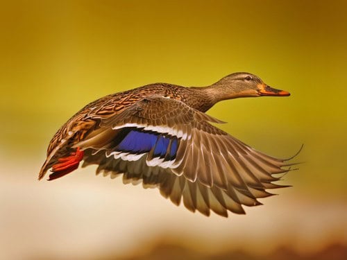 Flight Feathers