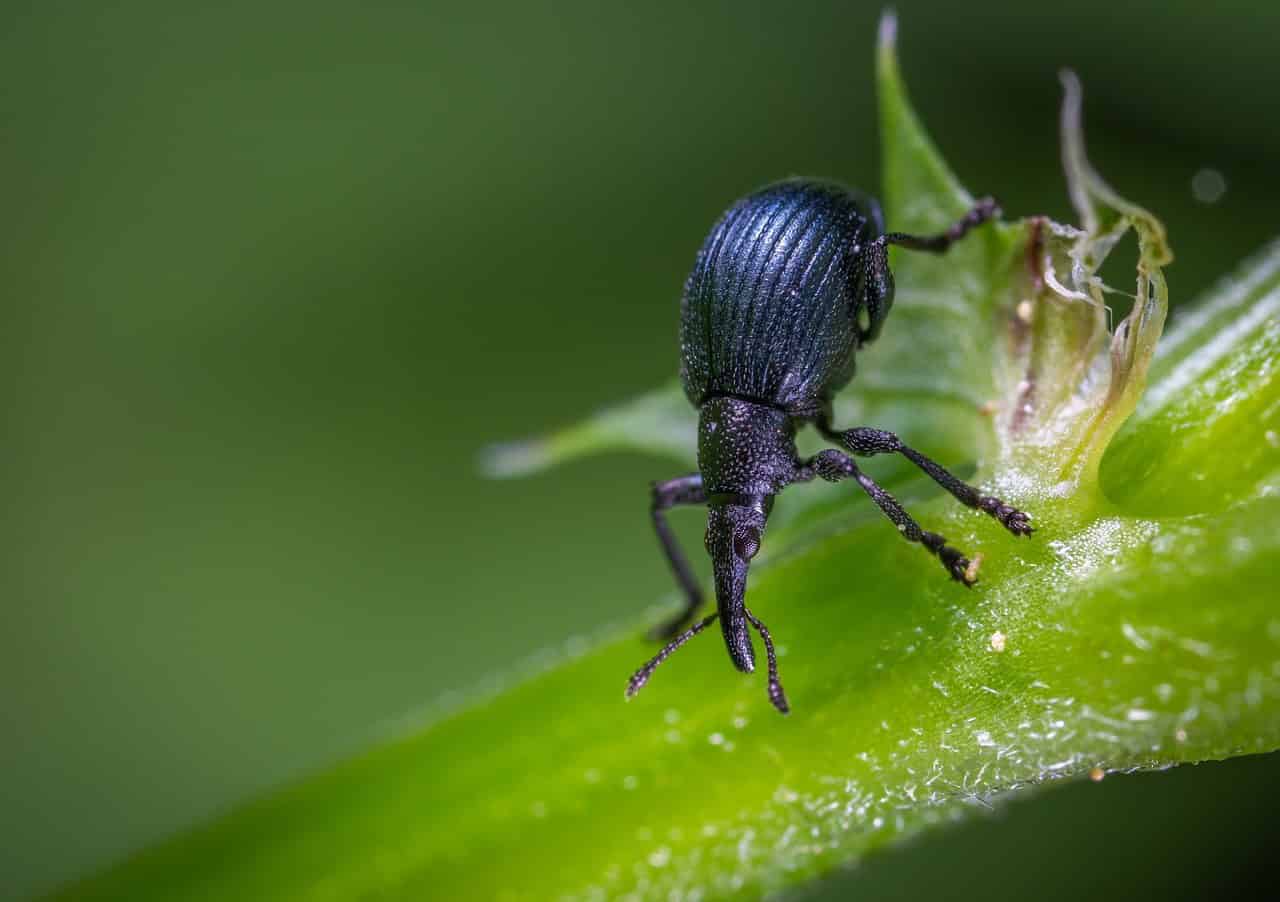 Imported Crucifer Weevil