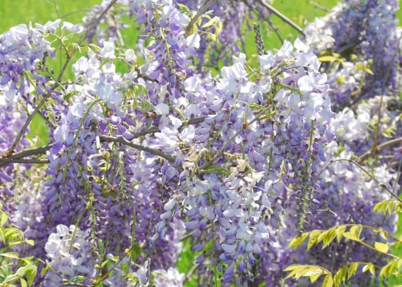 Chinese Wisteria