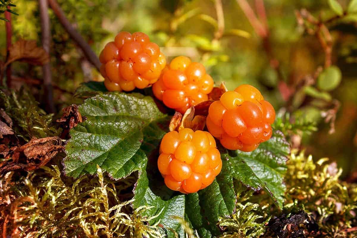 Cloudberry – Rubus chamaemorus