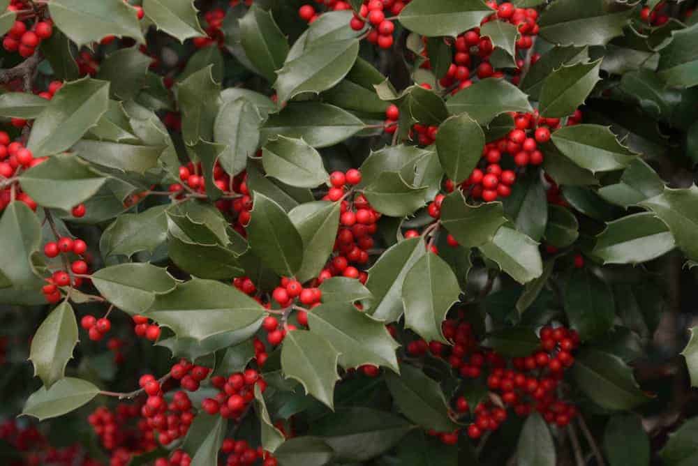 American Holly