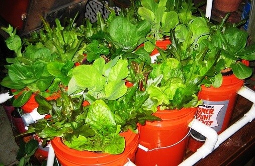 Low-Cost Aquaponics System