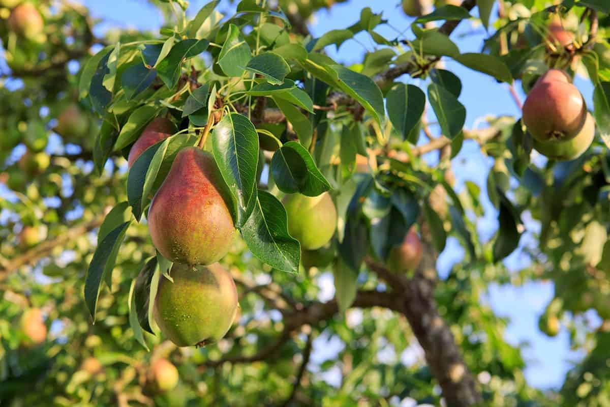 Pears – Ethylene Producer