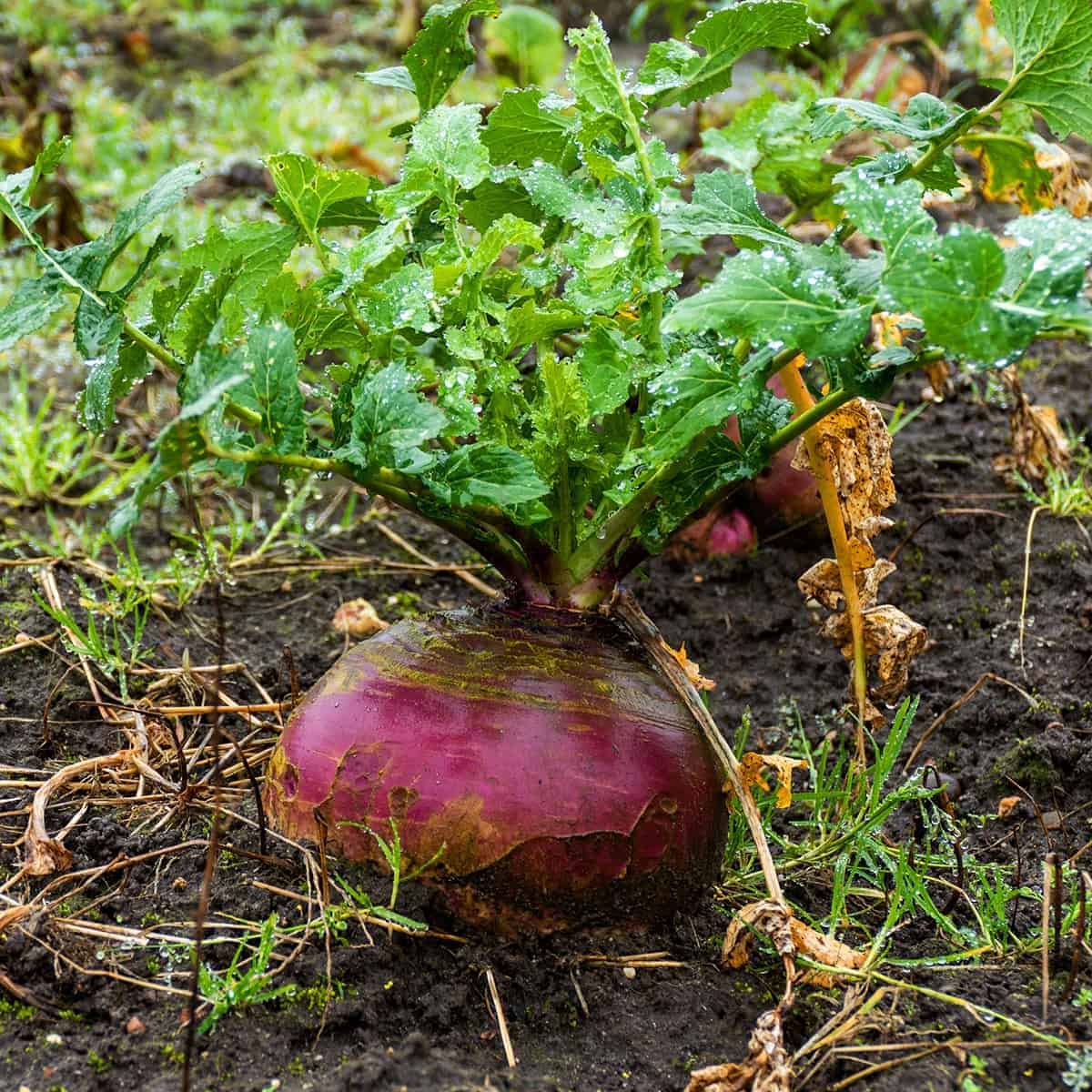 Rutabaga