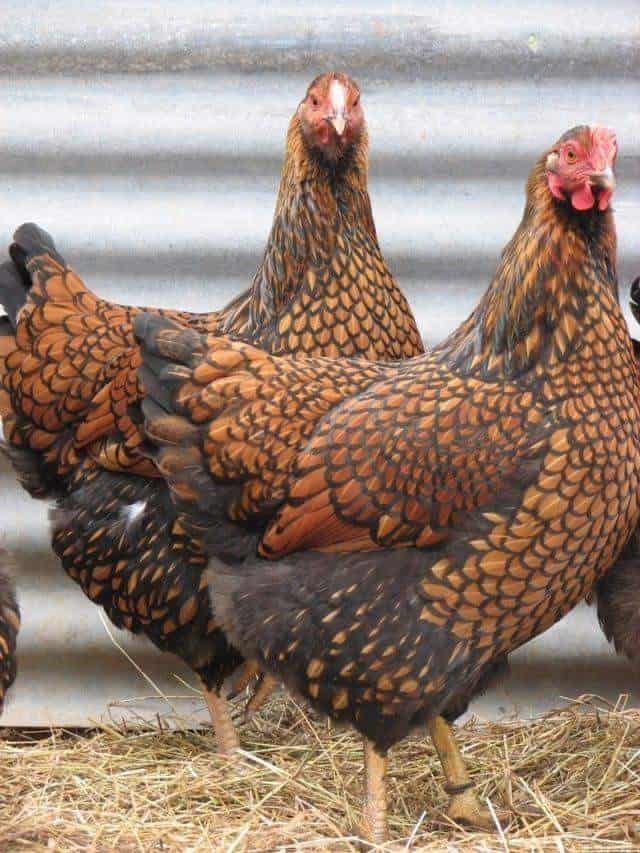 Golden Laced Wyandottes