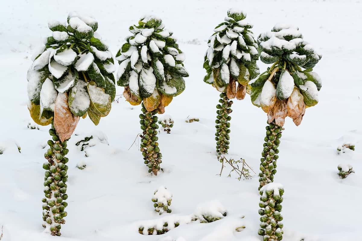 Brussels Sprouts