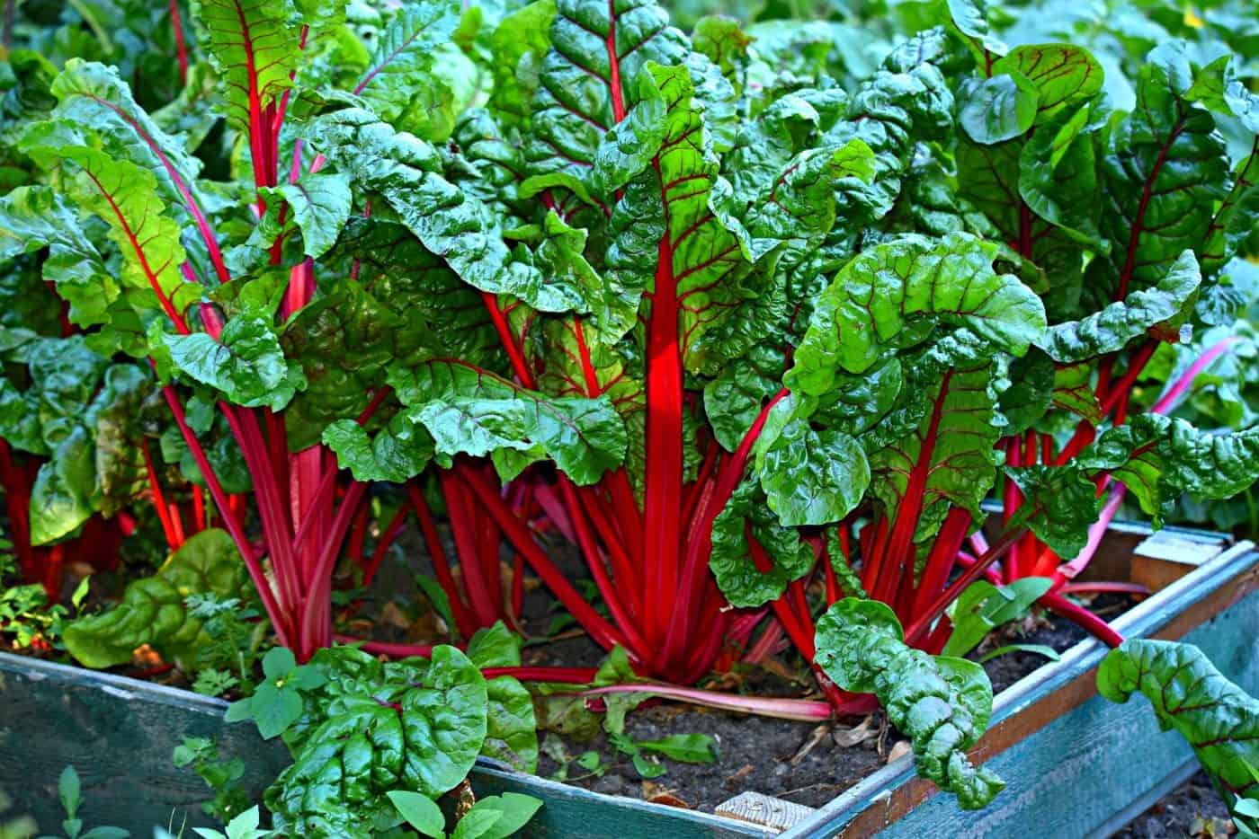 Caring for Swiss Chard