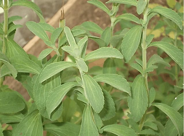 Stevia