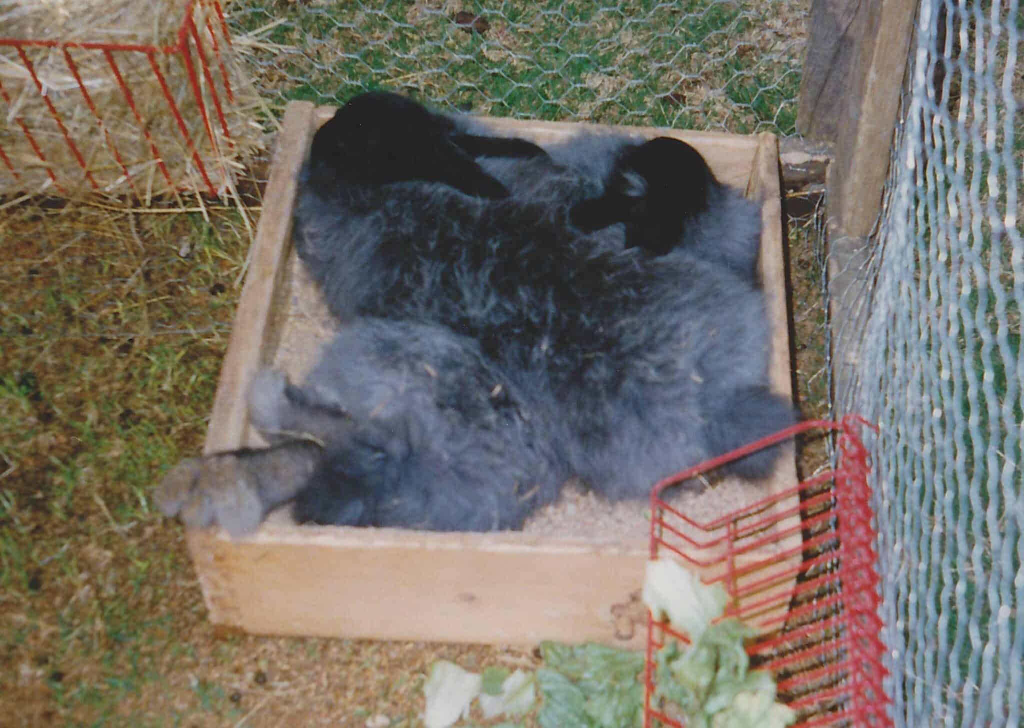 French Angora