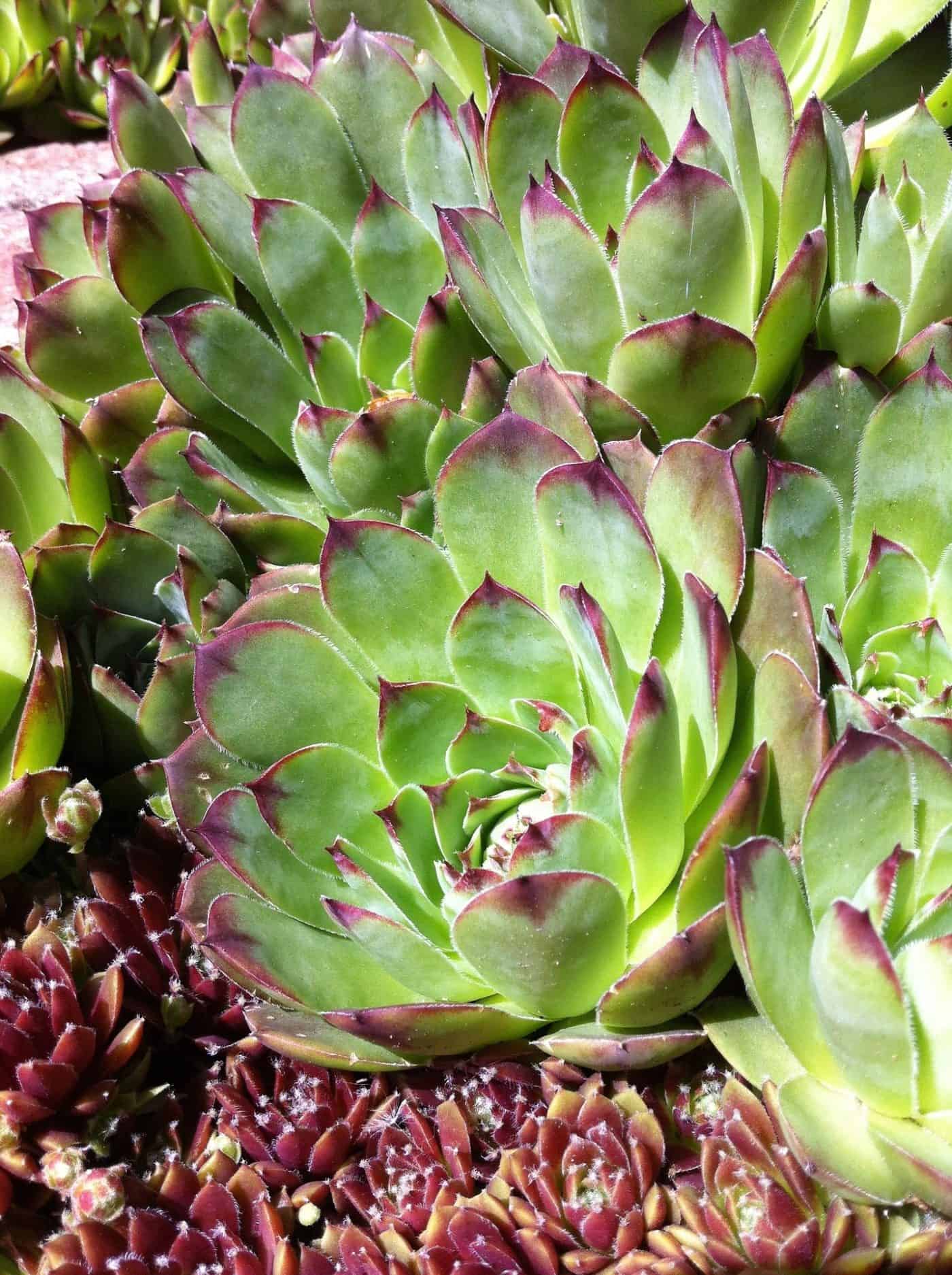 Hens and Chicks (Sempervivum tectorum)