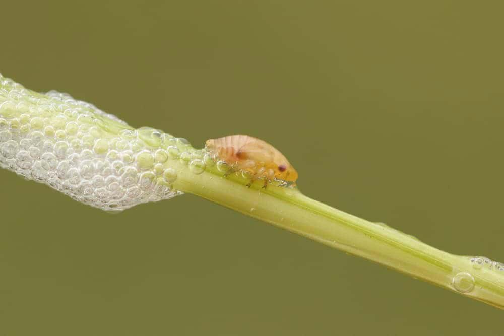 White Foam or Froth on the Stem and Leaves