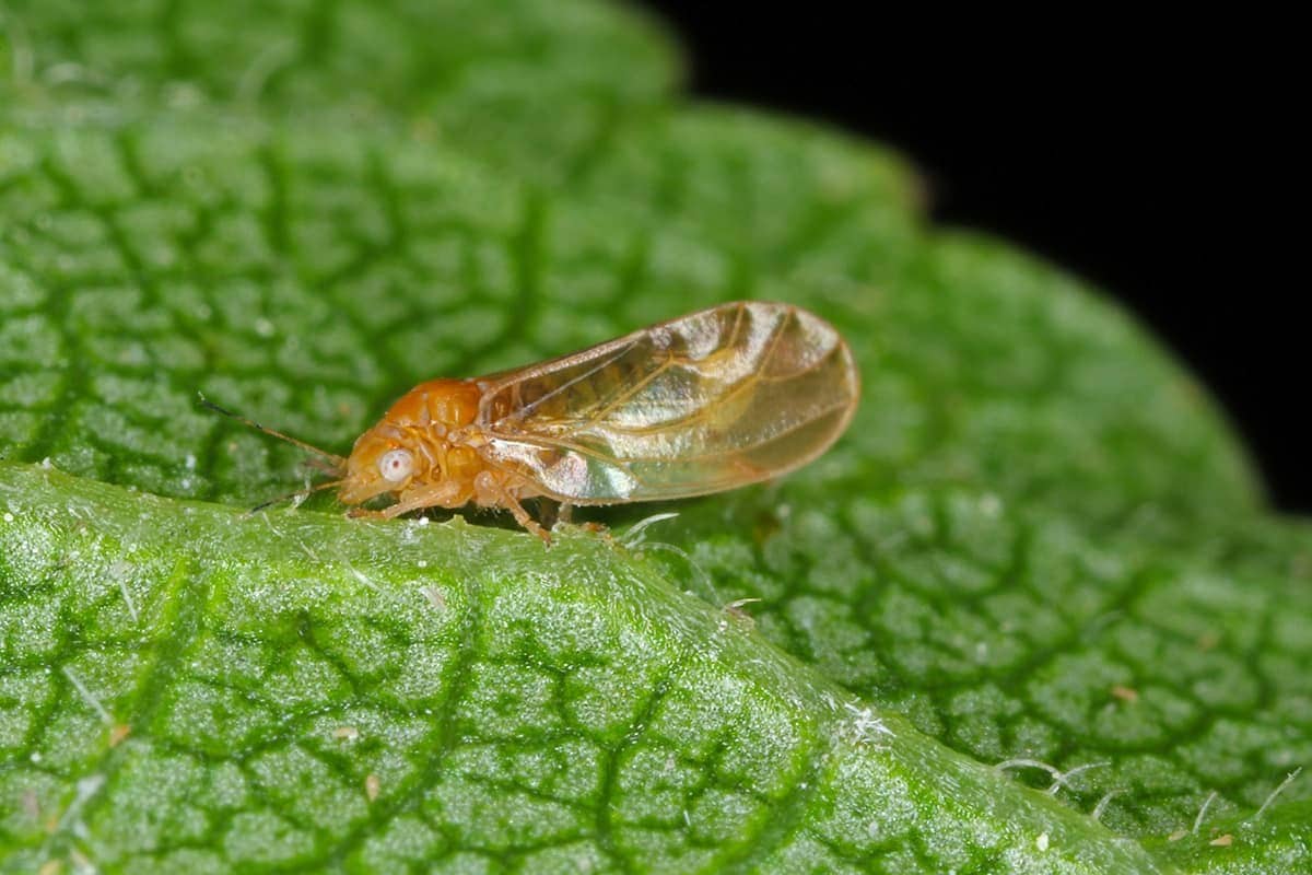 Psyllids