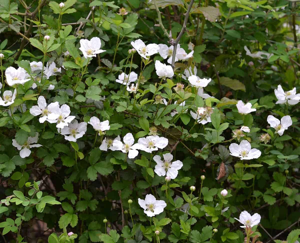 American Dewberry – Rubus flagellaris