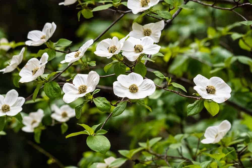 Pacific Dogwood