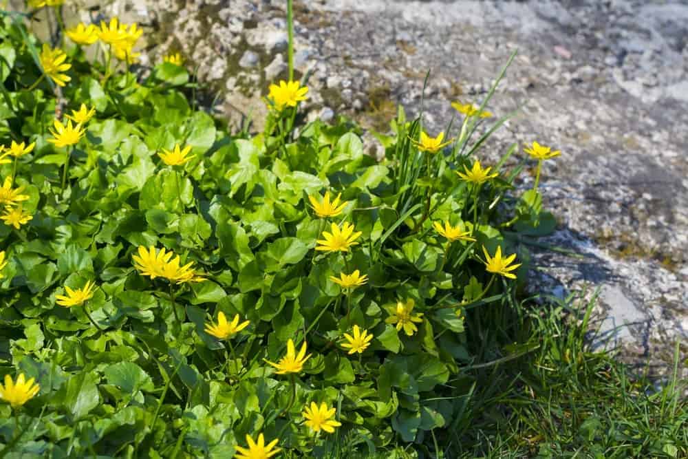 Lesser Celandine