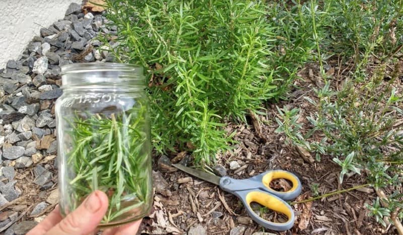 Step 2: Cut Some Herbs and Throw them in a Jar