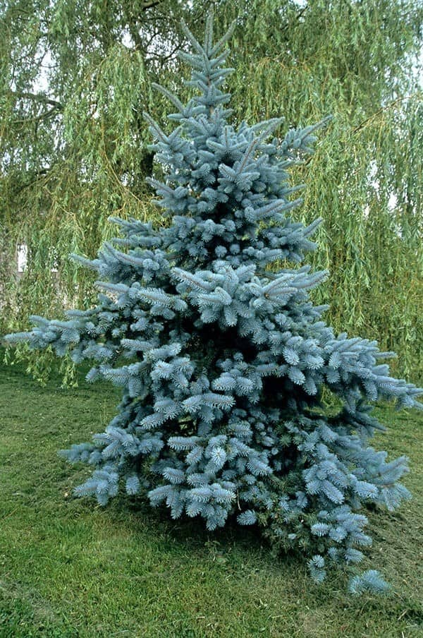 Colorado Blue Spruce