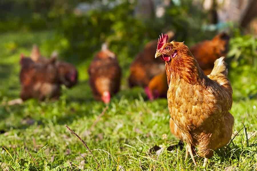 The Benefits of Medicinal Herbs for Chickens