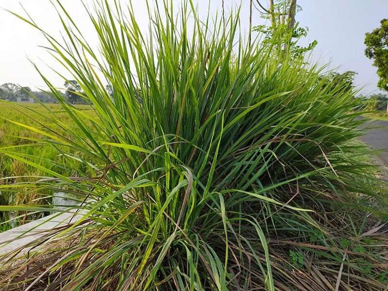 Ceylon Citronella