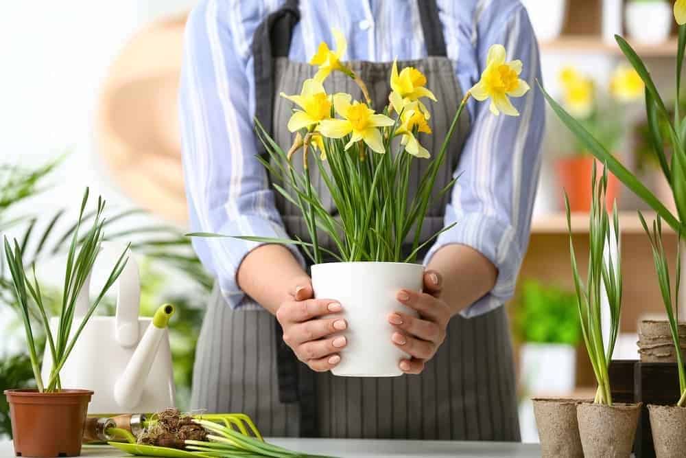 Grow Daffodils in Containers Inside