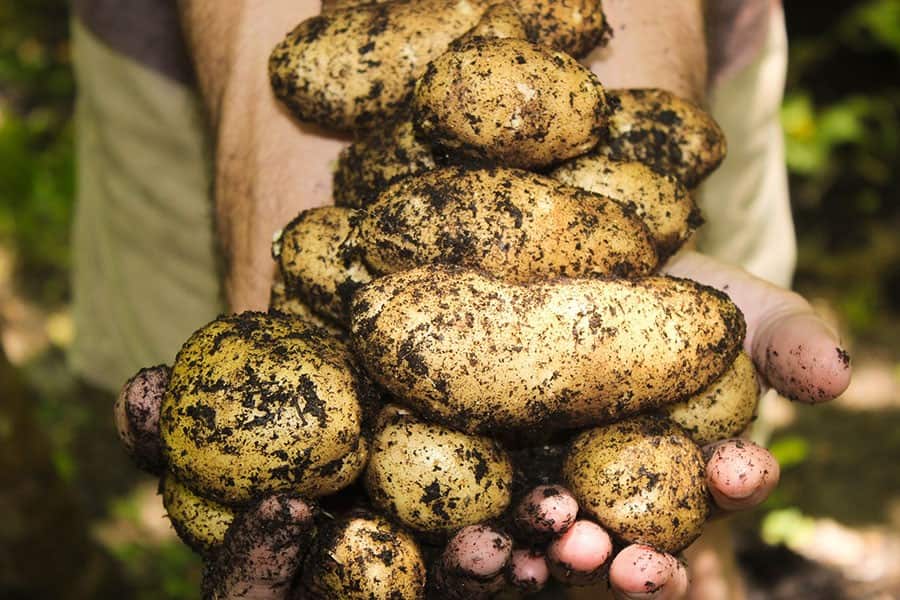 Why Grow Root Vegetables?