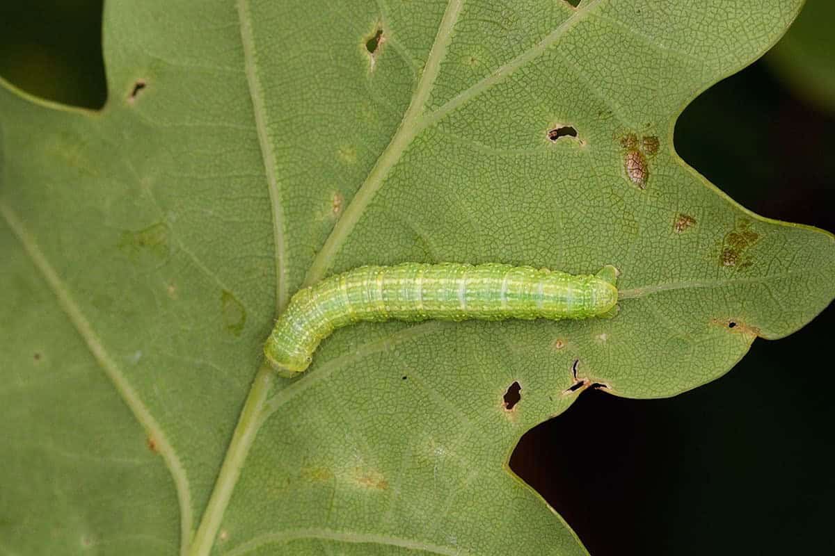 Winter Moth Caterpillar