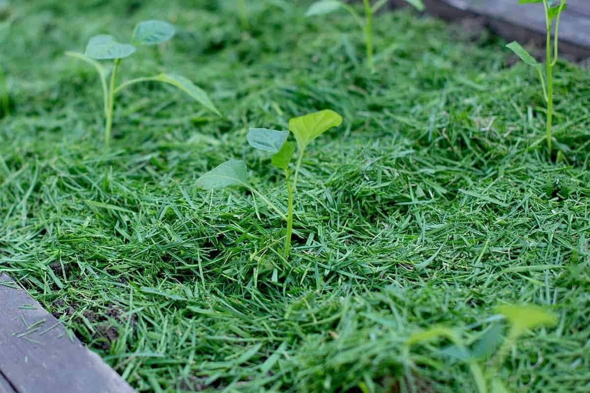 Using Too Little Mulch