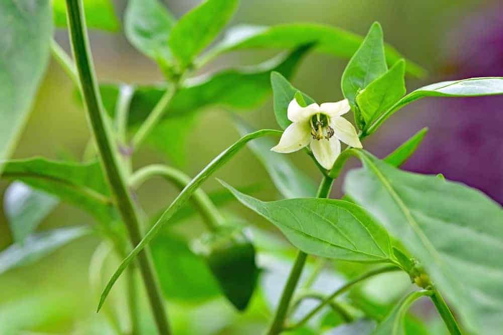 Lots of Foliage, but Few Flowers