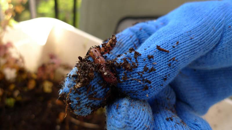 What Is Vermicomposting?