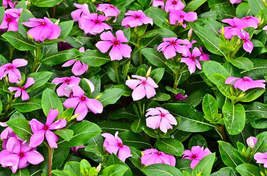 Vinca