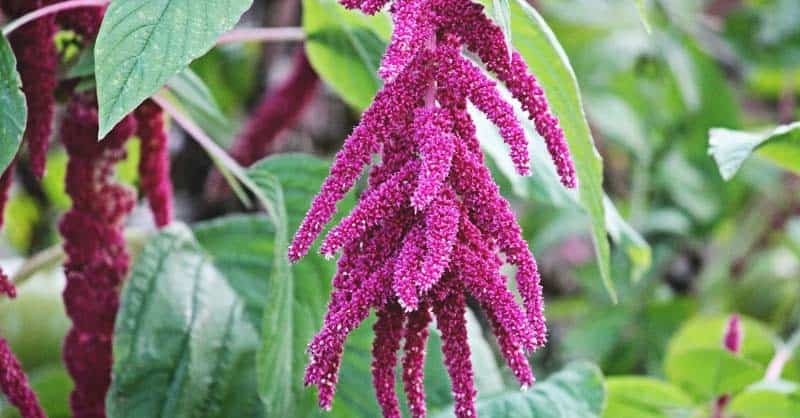 Amaranth