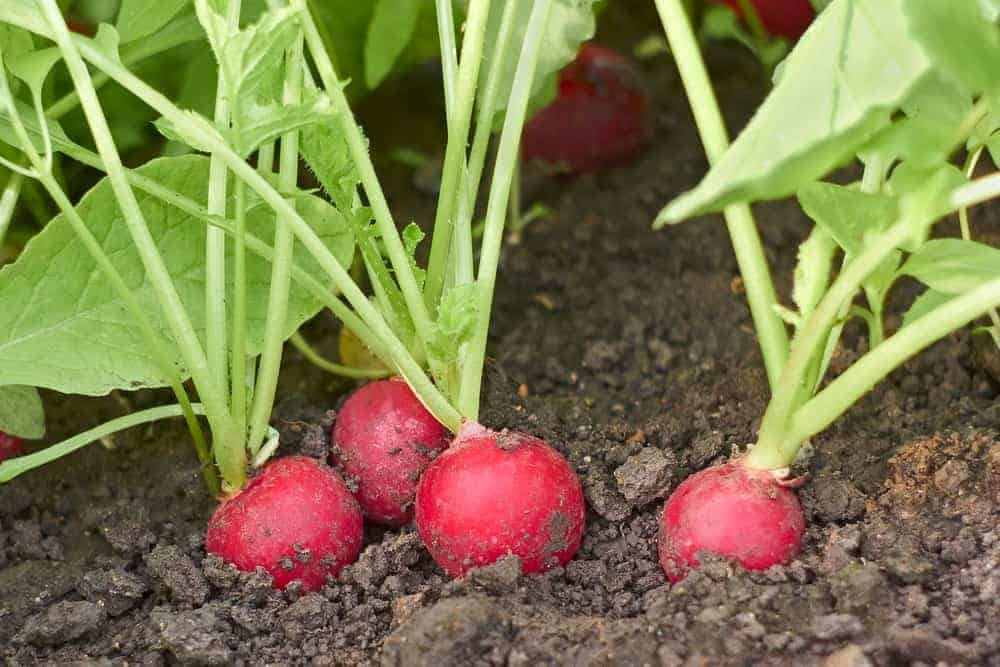 Radishes