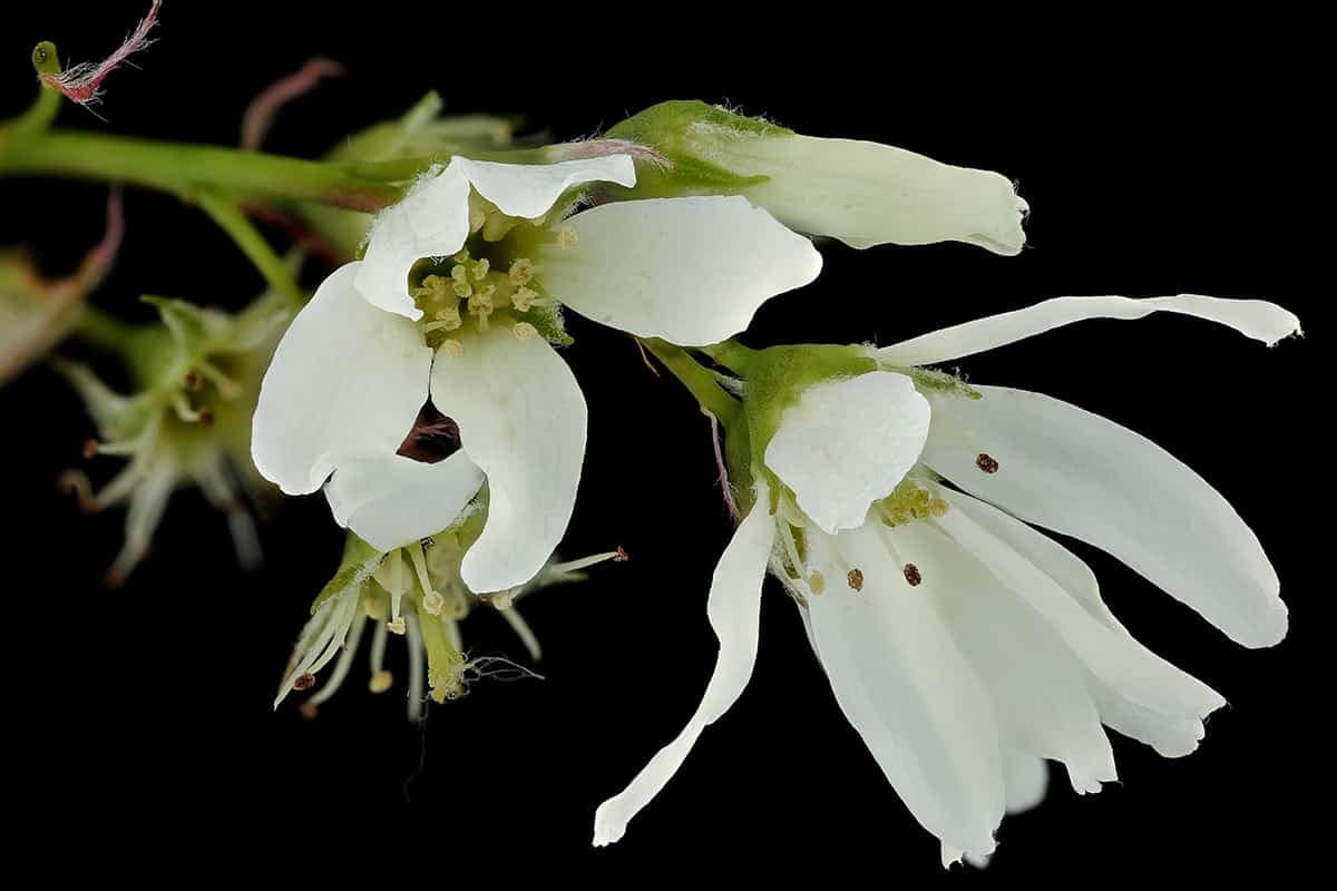 Dogbane (Apocynum cannabinum)