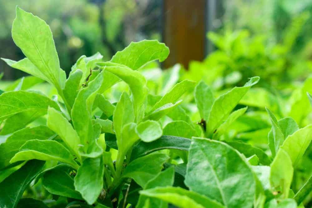 Longevity Spinach