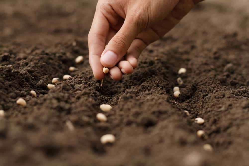 Planting Seeds