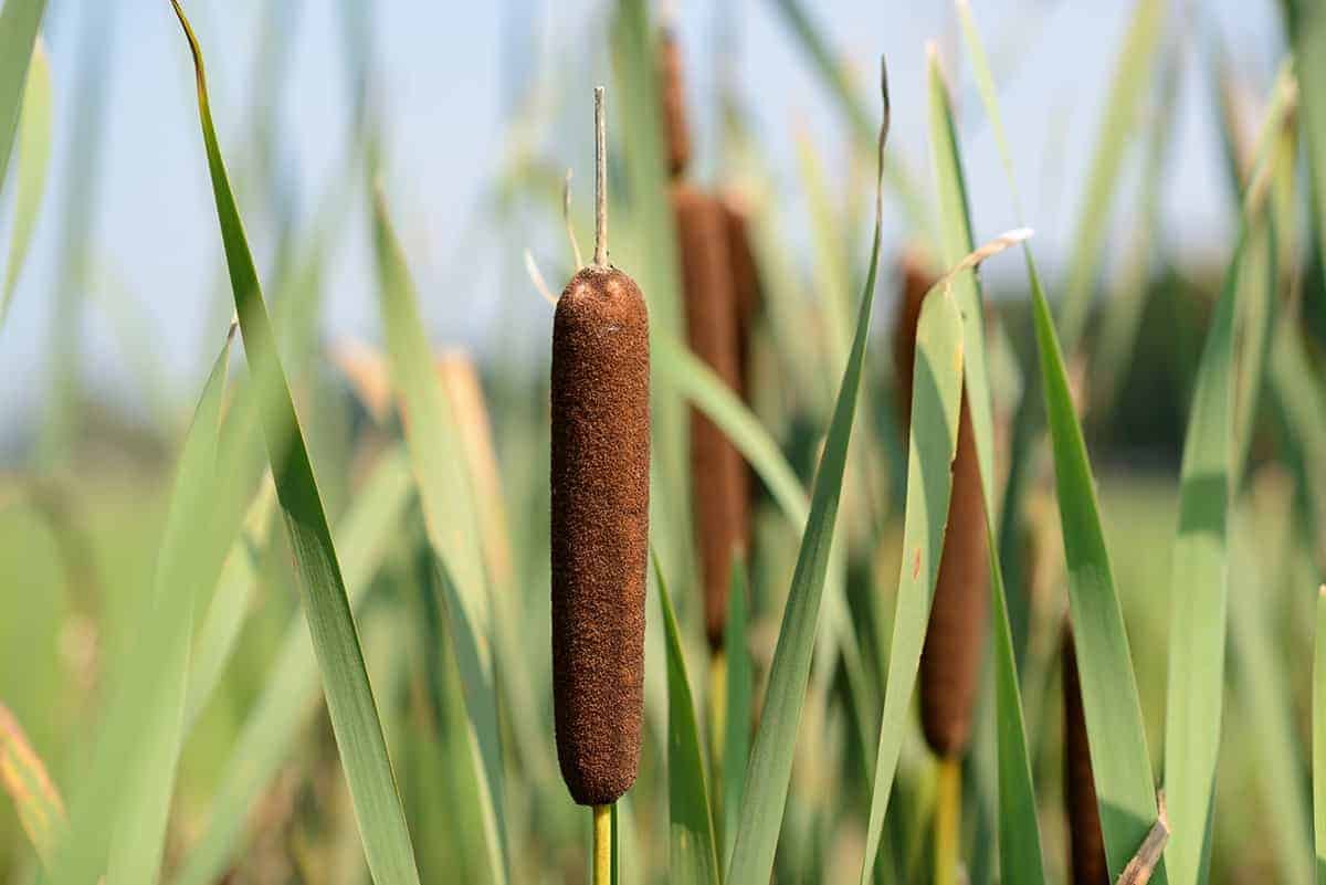 Cattails (Typha spp.)