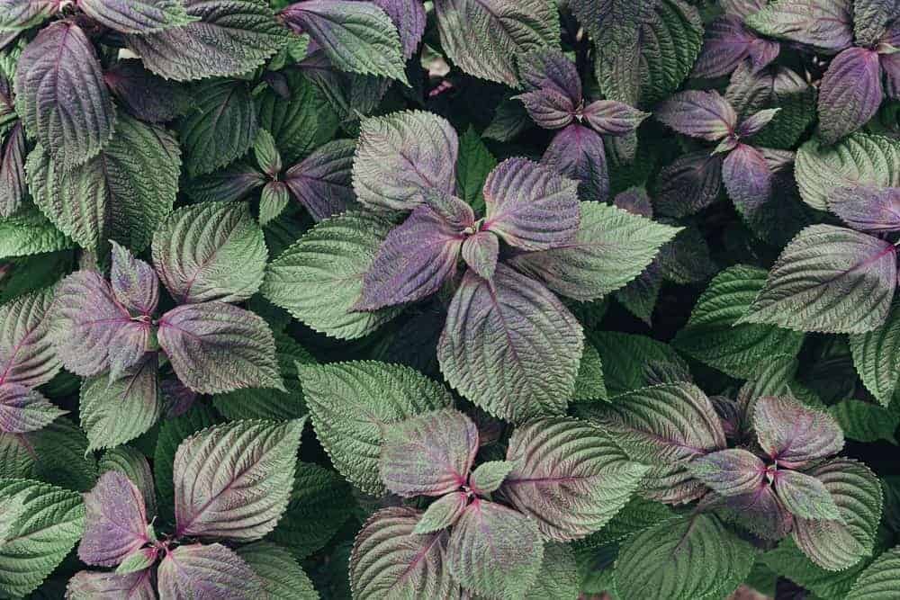 Shiso