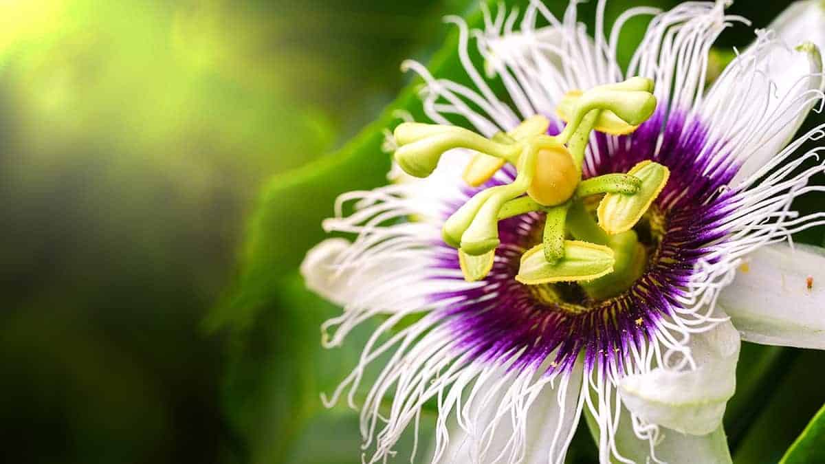 Passionflower (Passiflora incarnata)