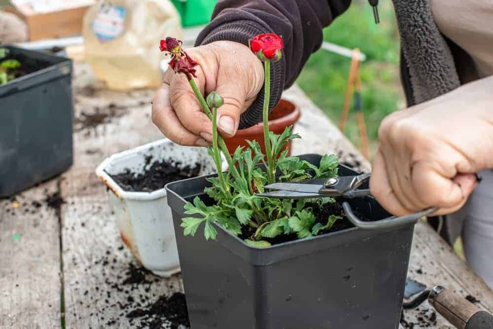 Propagating Ranunculus